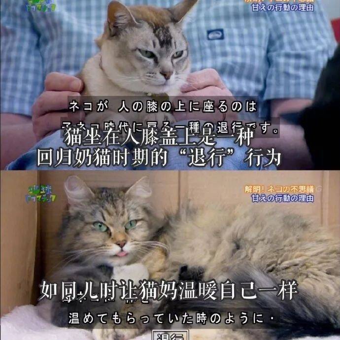 猫咪为什么喜欢趴在你腿上？知道真相后...