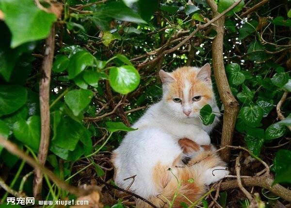 爱尔兰一只流浪猫在鸽子窝诞下小猫崽