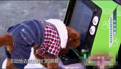 一台给狗用的电脑DOG PC登央视