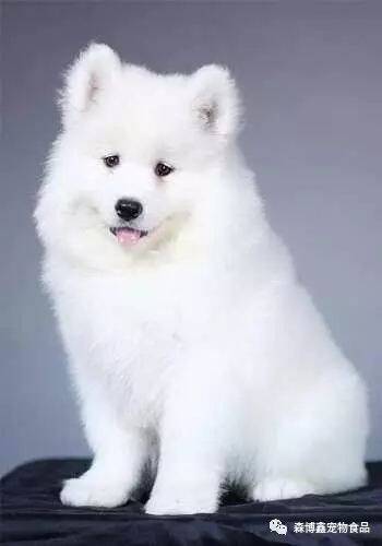 训练宠物狗狗握手与起立的方法