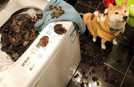 狗狗趁主人不注意把一整袋木耳叼进了洗衣机里，结果全泡发了.....