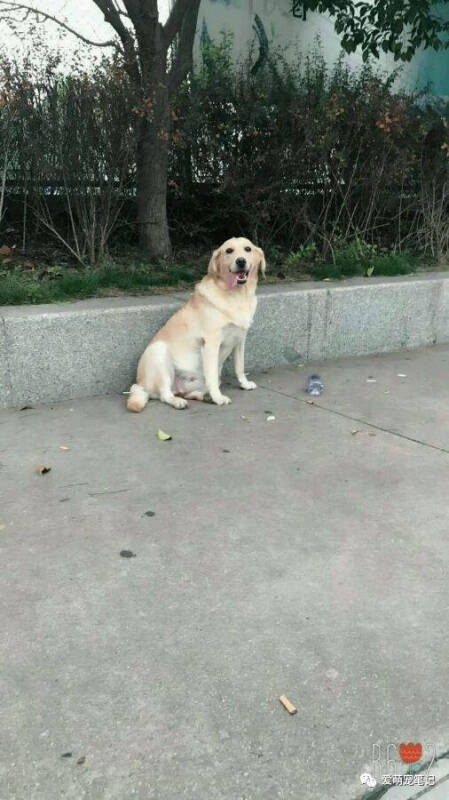 拉布拉多被巨贵欺负生下了泰拉犬，网友纷纷留言说我也想要一只