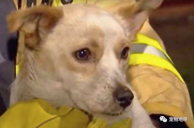 消防员冲进火宅找到昏迷狗狗：被它身下的东西给震撼到了