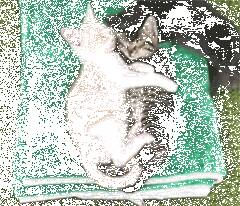 两只小猫相拥入眠，边上另一只强行加入