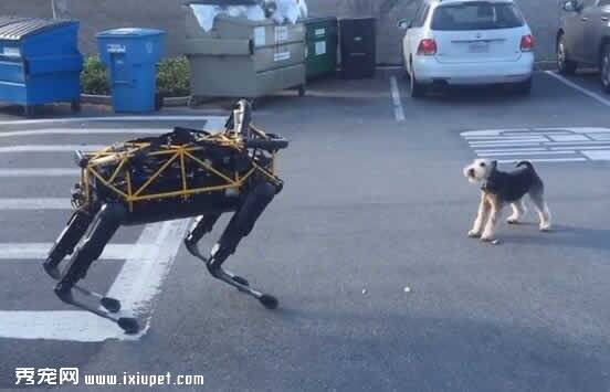 谷歌波士顿动力机器狗遇上宠物狗后……