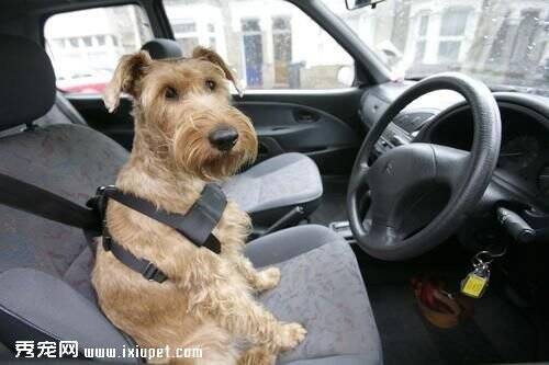 “奇葩”交规：带狗出门须配备专用安全带