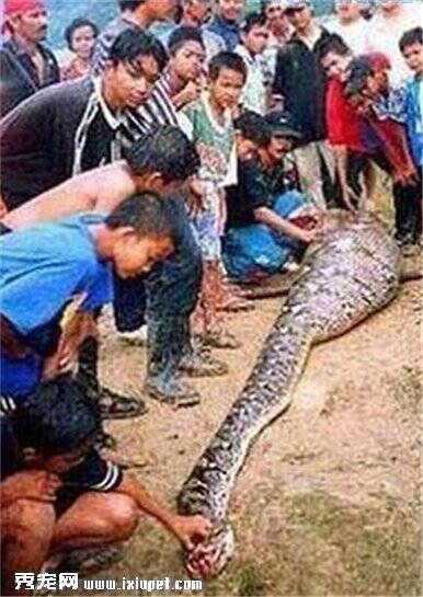 世界上最大的蛇吃人事件曝光 胆小者勿入！