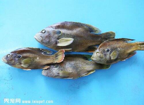 安徽六安遭绿太阳鱼入侵 同水域其他鱼被吃光