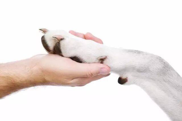 狗狗定期剪趾甲很重要吗？