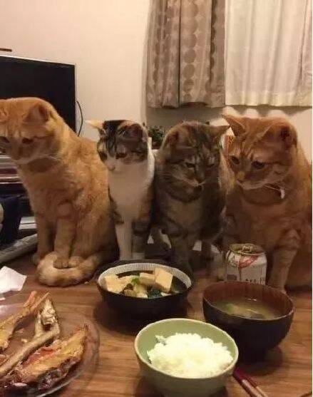 网友说养了四只猫之后，吃饭都成大问题了....
