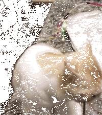 主人拿逗猫棒逗小短腿猫，这小爪子挥来挥去的，感觉要气疯了