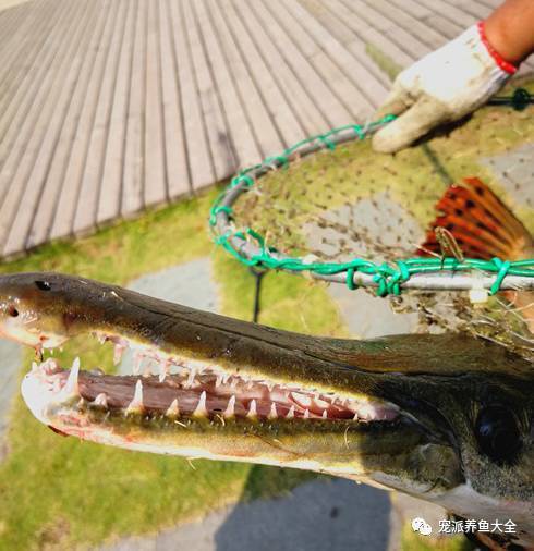 广西围捕2条“大怪鱼”，身长1米，水中活物几乎通吃！