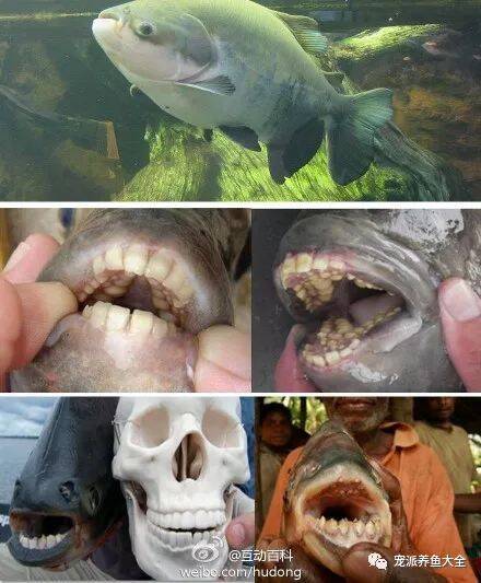 【每日一鱼】人齿鱼，长牙齿是用来磕开坚果和水果的！