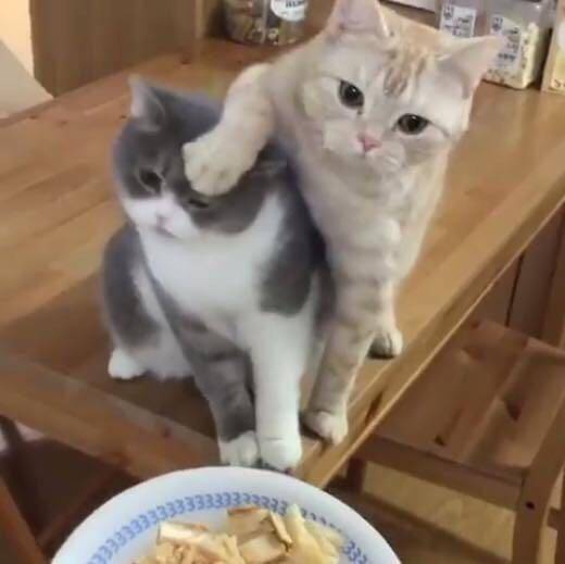 亲兄弟明算帐，当遇到美食时，橘喵果断翻脸