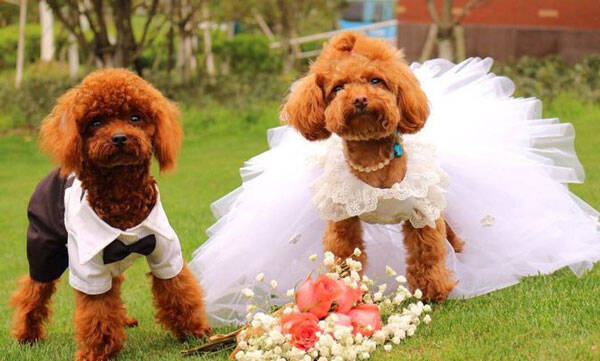 给狗狗穿婚纱办婚礼,你怎么看？