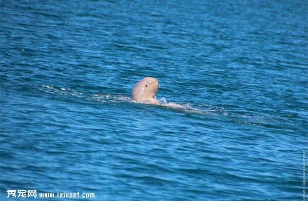 澳洲保育员十二年只看见过两次海豚微笑