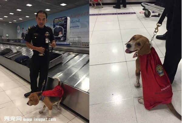 泰国曼谷机场防暴犬米格鲁‘扫’炸弹