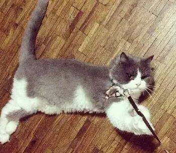 什么，你要溜猫？麻麻，我掐指一算，今日不宜出门！