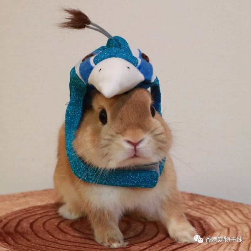 兔子领巾，让你家兔兔变身时尚萌兔~