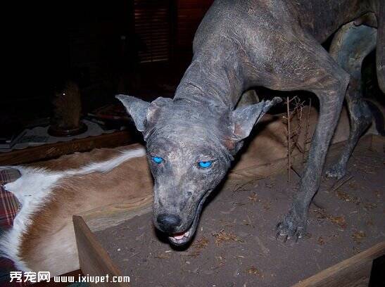 美国发现蓝眼怪狗只吸猎物鲜血