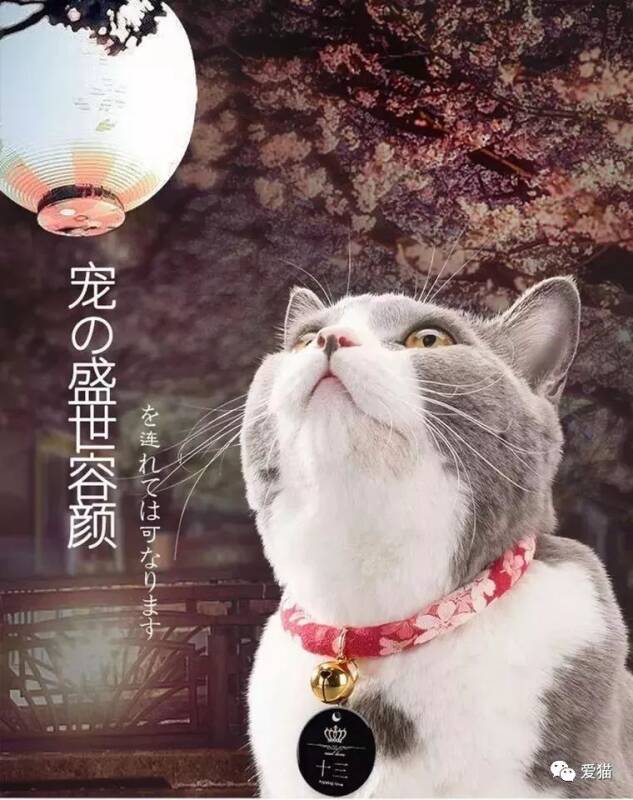 “我给猫带项圈，想不到却害死了它！”