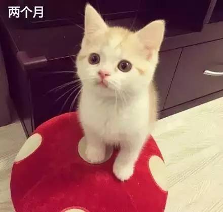 从小奶猫到猫大叔的成长对比照，岁月真的是把杀喵刀