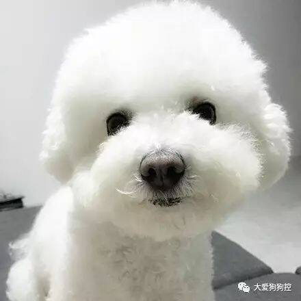 给比熊大头梳毛的画面你们见过吗？真的是超级魔性...