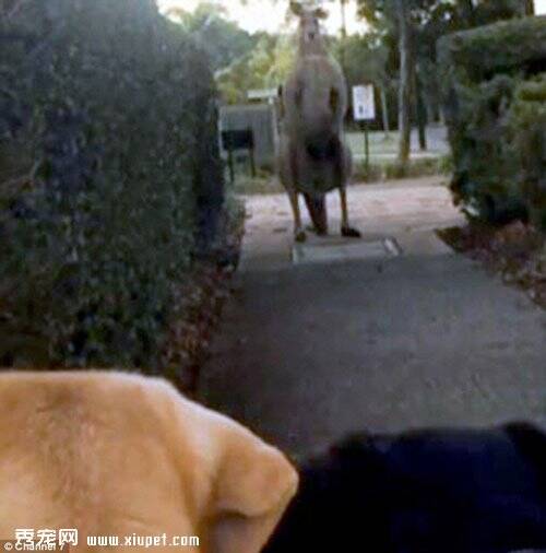 澳洲一名女士在遛狗时撞见一头超级壮硕的袋鼠