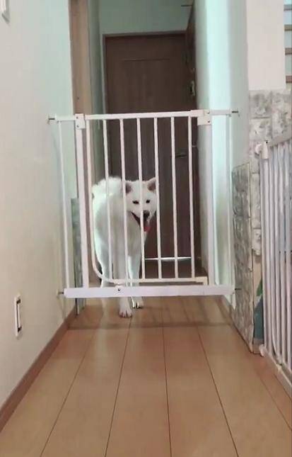 秋田犬看到同伴纵身一跃跳过栅栏，也不甘示弱，它的反应让人笑喷