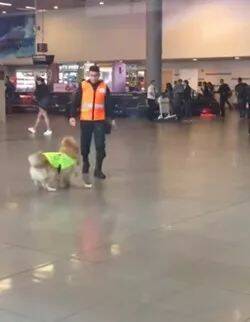 缉毒犬上班时，自己咬着牵引绳，超兴奋的样子可爱死了....