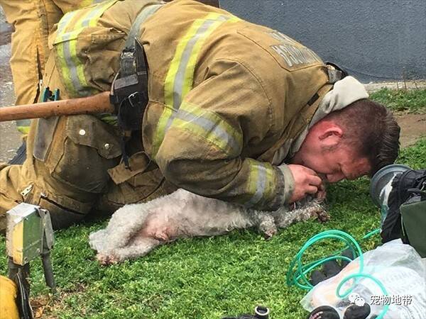 消防员对窒息狗狗进行人工呼吸：每个生命都有权力活下去！