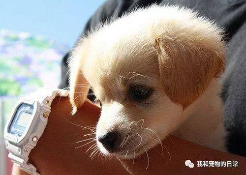 这狗子翻脸比翻书还快，前一秒还是乖巧懂事的样子，下一秒就把主人吓懵了！
