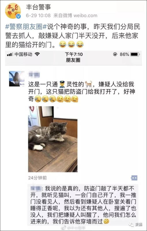 猫学会了开门后，直接把人逼疯了！