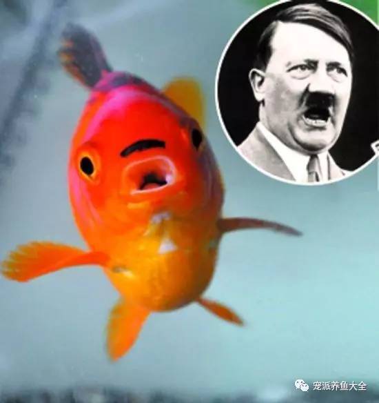 每日一鱼 | 罕见金鱼长相酷似希特勒