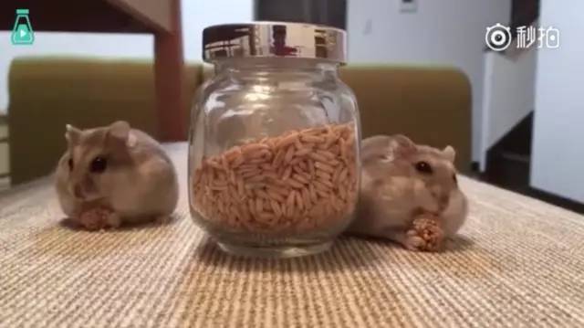 日本鼠小妹们化身仓鼠牌“吸尘器”~功率强大，干净的不要不要的…