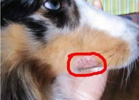 宠物每日小知识-狗狗过敏性皮炎-夏季高发 千万不可忽视！