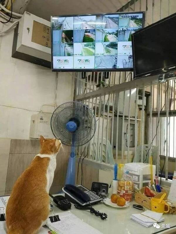 网友发现他养的橘猫，竟然会看监控抓老鼠，智商逆天了~~