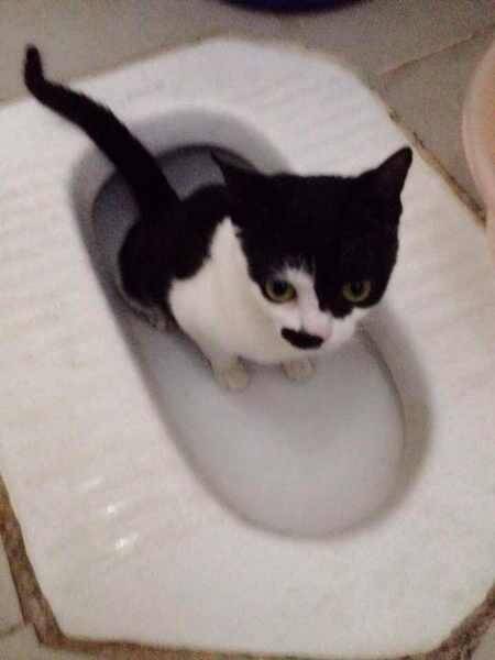猫咪会去洗手间上厕所，网友留言：这只喵成精了！