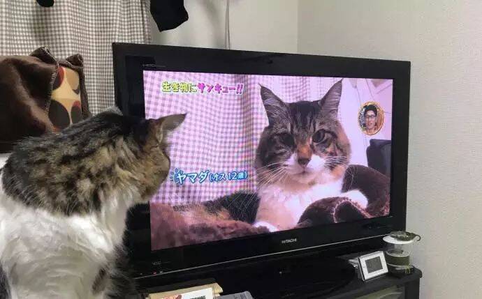 猫咪在电视上看到了自己，回头一瞪铲屎官怕了