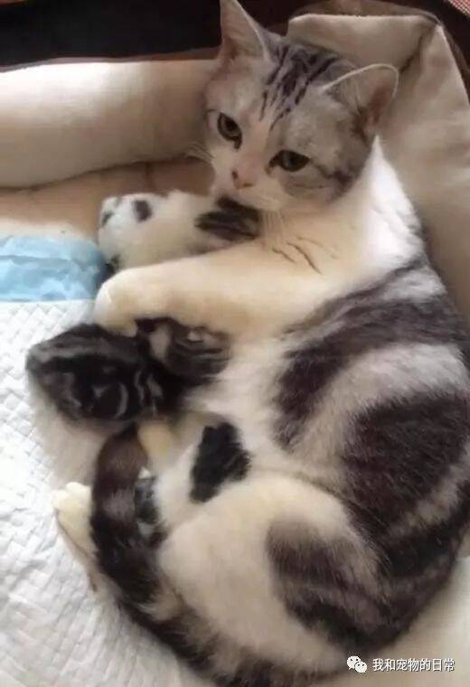 这猫妈真是太护崽了，一看见有人碰自己的猫崽，立马就做出这个反应！