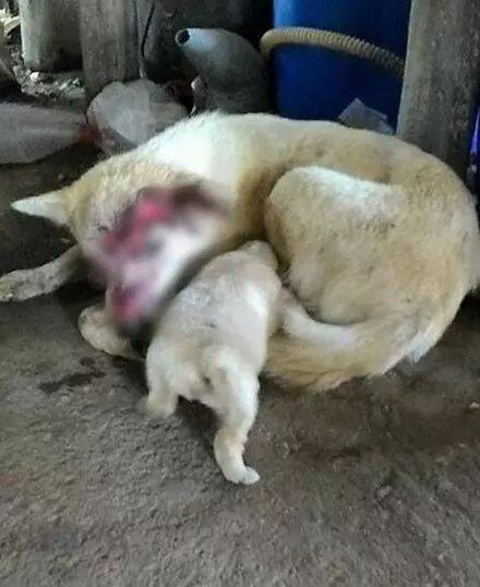 狗妈妈不幸被撞伤，依然坚持给宝宝喂奶！