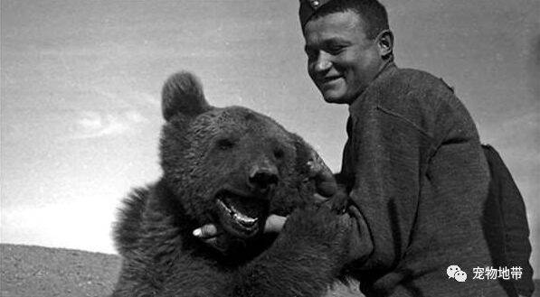 一只充满传奇色彩的大熊，不仅打过“二战”，还获颁军衔！