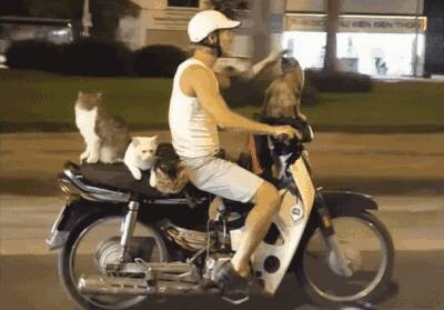骑车不撸猫，撸猫不骑车，你这么做太不对了！