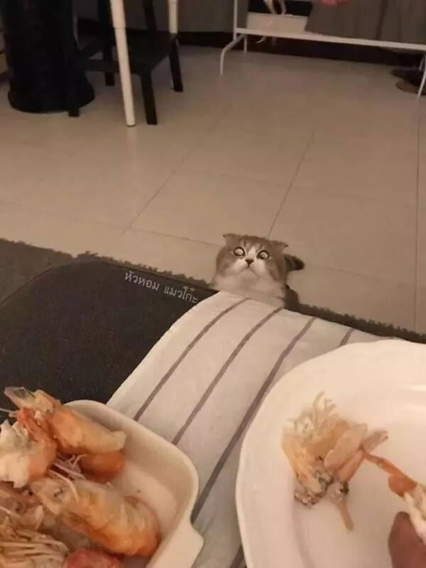 网友正在吃虾，无意中拍到一旁猫咪的眼神，笑喷！