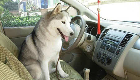 出行开车带狗一定要注意安全