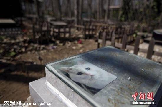 中国宠物数量达2.5亿只 它们死后该不该被墓葬？
