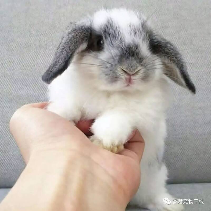 怎样帮兔兔剪指甲？