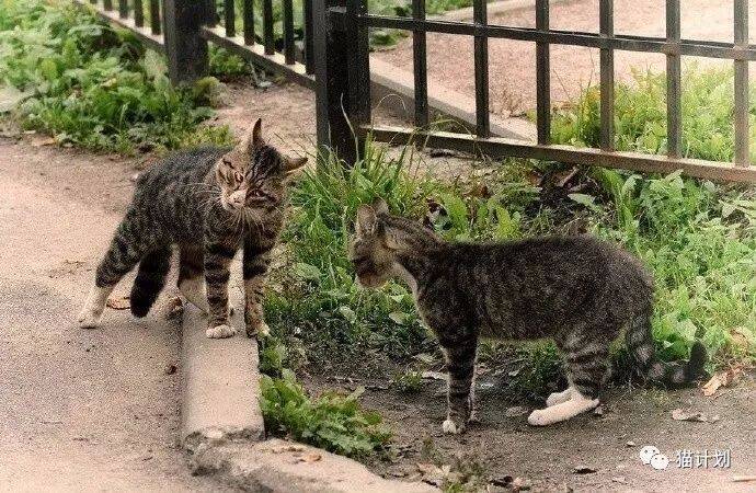 路遇两只猫咪对峙，其中一只得表情太逗了……
