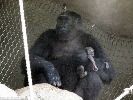 小猩猩不幸夭折 母猩猩死守一周试图唤醒