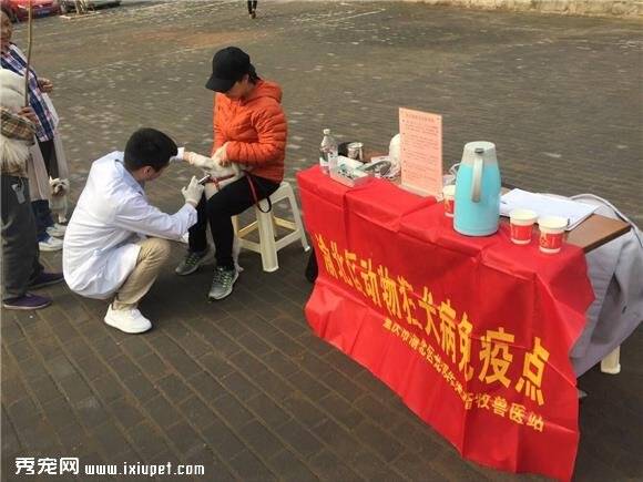 渝北区紫福路社区免费为宠物犬注射狂犬疫苗